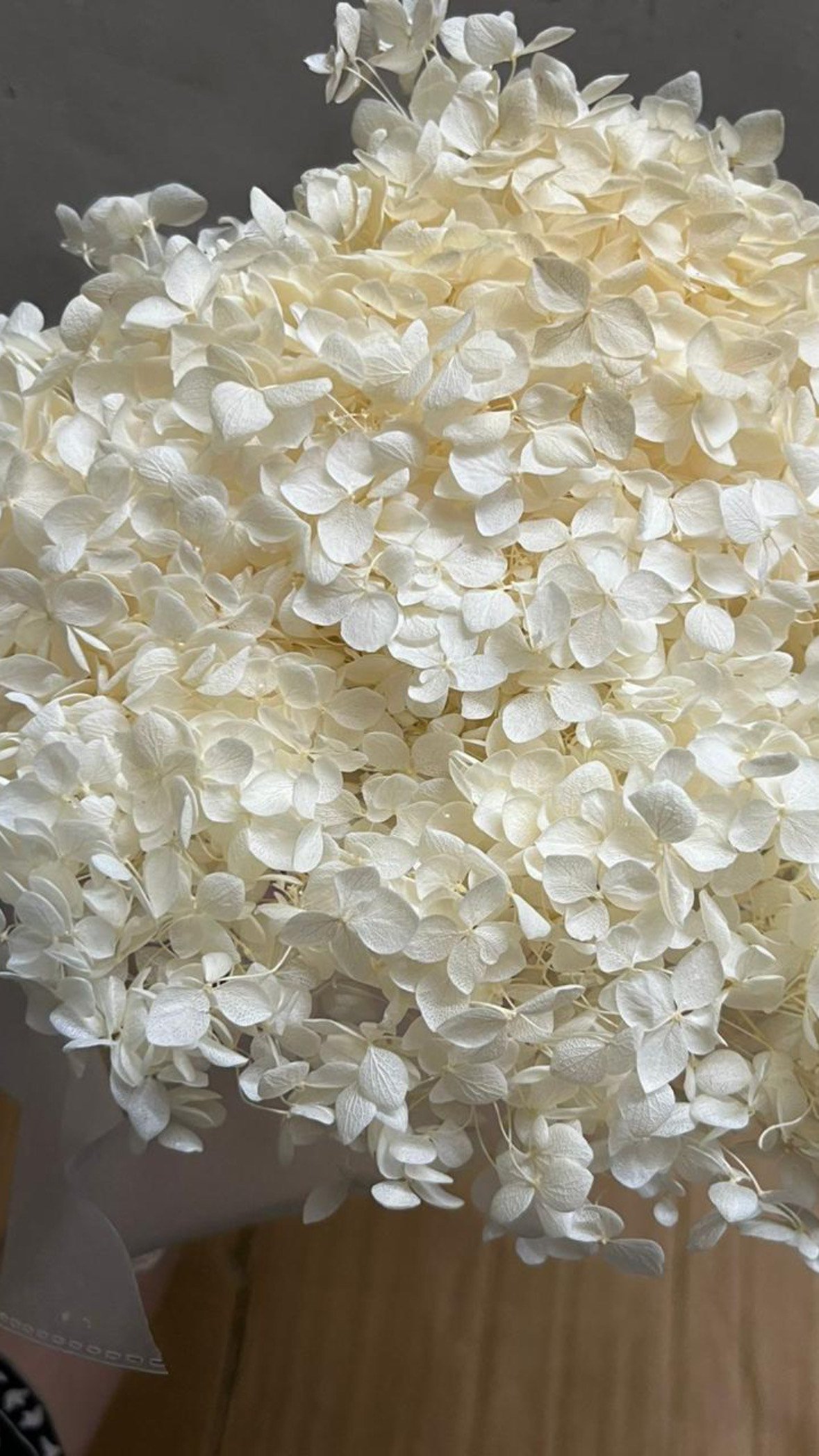 CREAME HYDRANGEA - Image 2