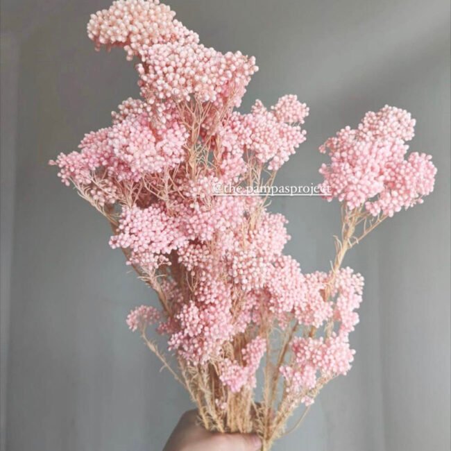 Buy Dried Flowers Online