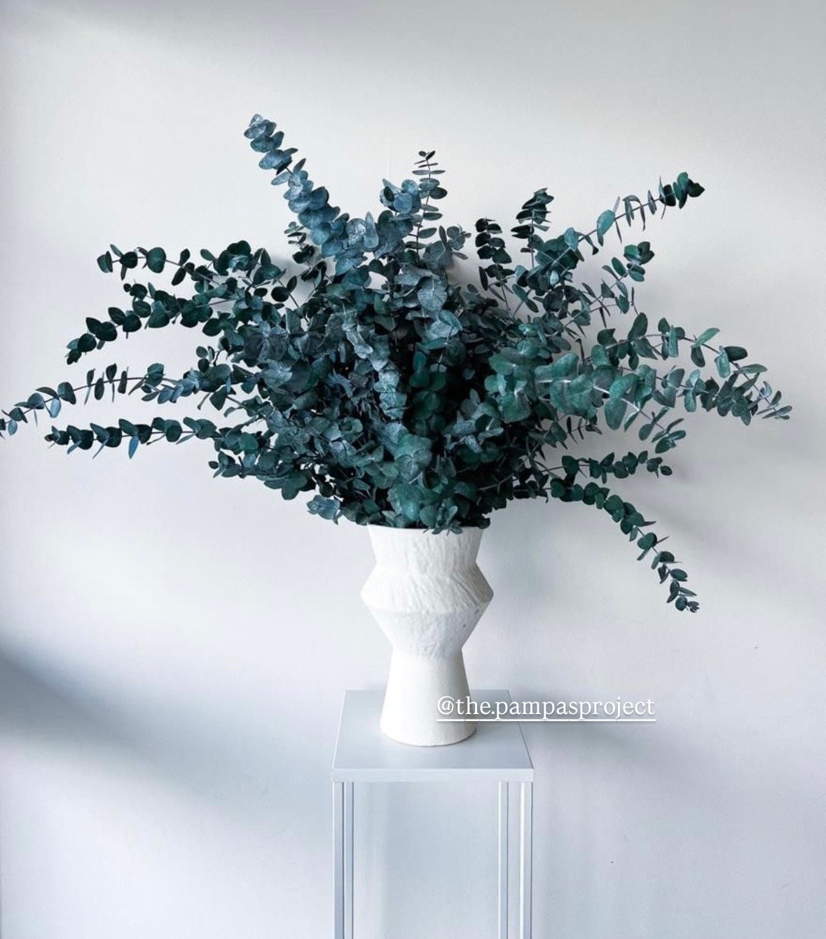 30 Stems Blue Eucalyptus