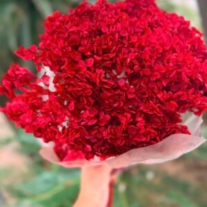 True Red Hydrangea