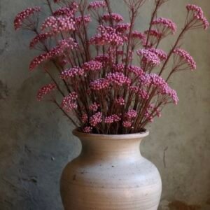 PRESERVED PINK RICE FLOWER