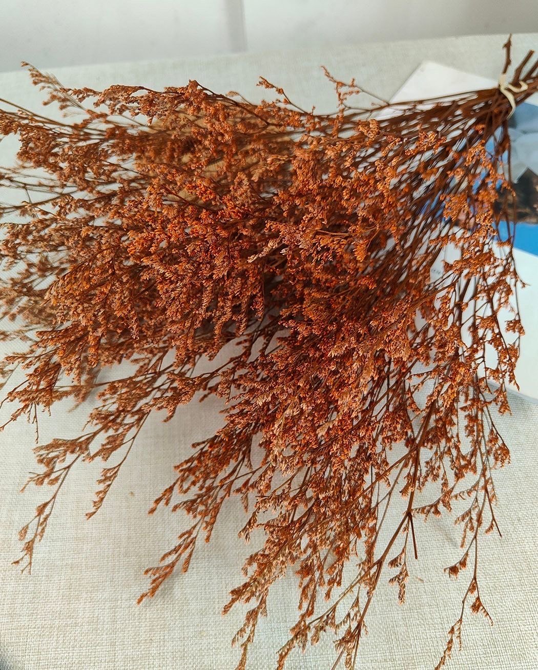 Preserved Caspia Grass - Image 2